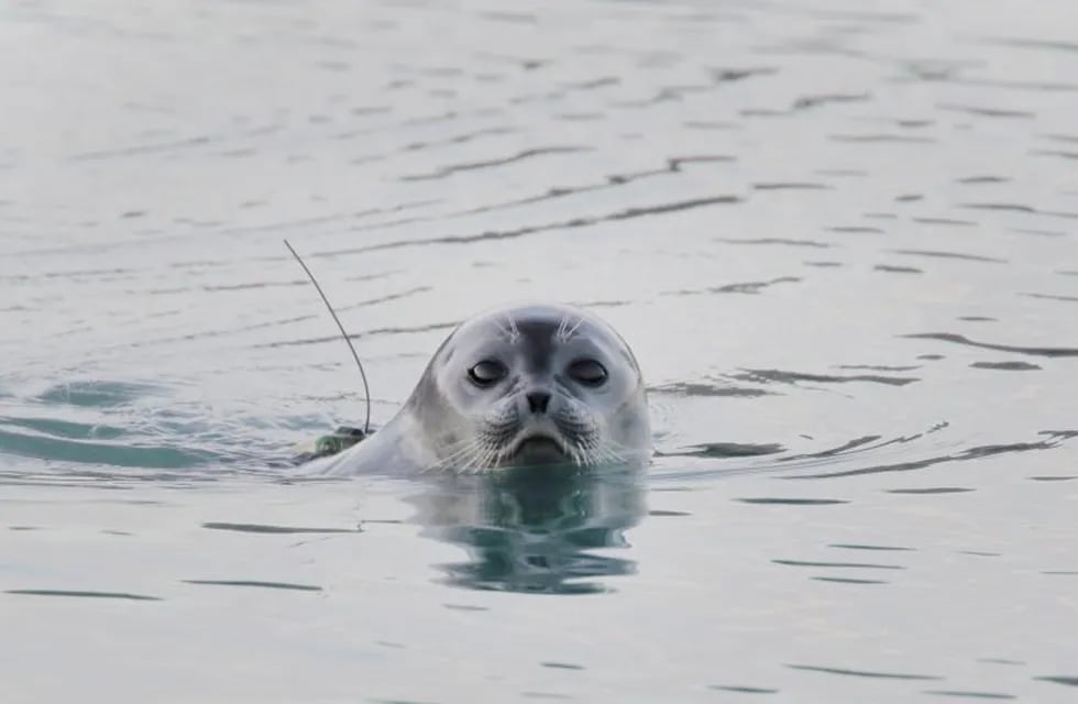 A ringed seal with data collection equipment attached to its back surfaces above the water in Ilulissat fjord in southwestern Greenland in this photo obtained by Reuters September 18, 2018. Photo courtesy of Greenland Institute of Natural Resources/Aqqalu Rosing-Asvid/Handout via REUTERS ATTENTION EDITORS - THIS IMAGE WAS PROVIDED BY A THIRD PARTY. MANDATORY CREDIT groenlandia  foca con dispositivo para recoleccion de datos en el fiordo Ilulissat clima calentamiento global derretimiento glaciares