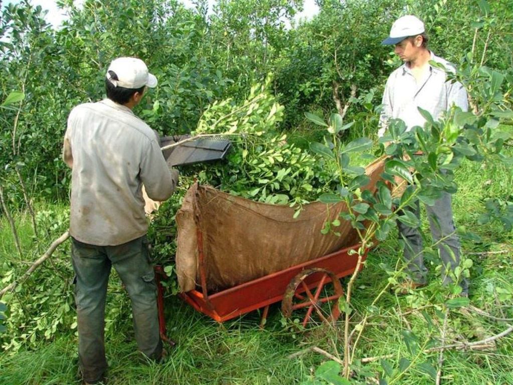 Los trabajadores tareferos y del cultivo de yerba mate, no están incluidos en la rebaja de la carga patronal, dicen los cooperativistas. (CIMECO)