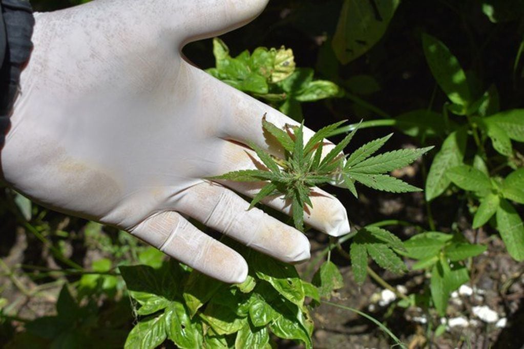 En uno de los allanamientos secuestraron plantines de marihuana