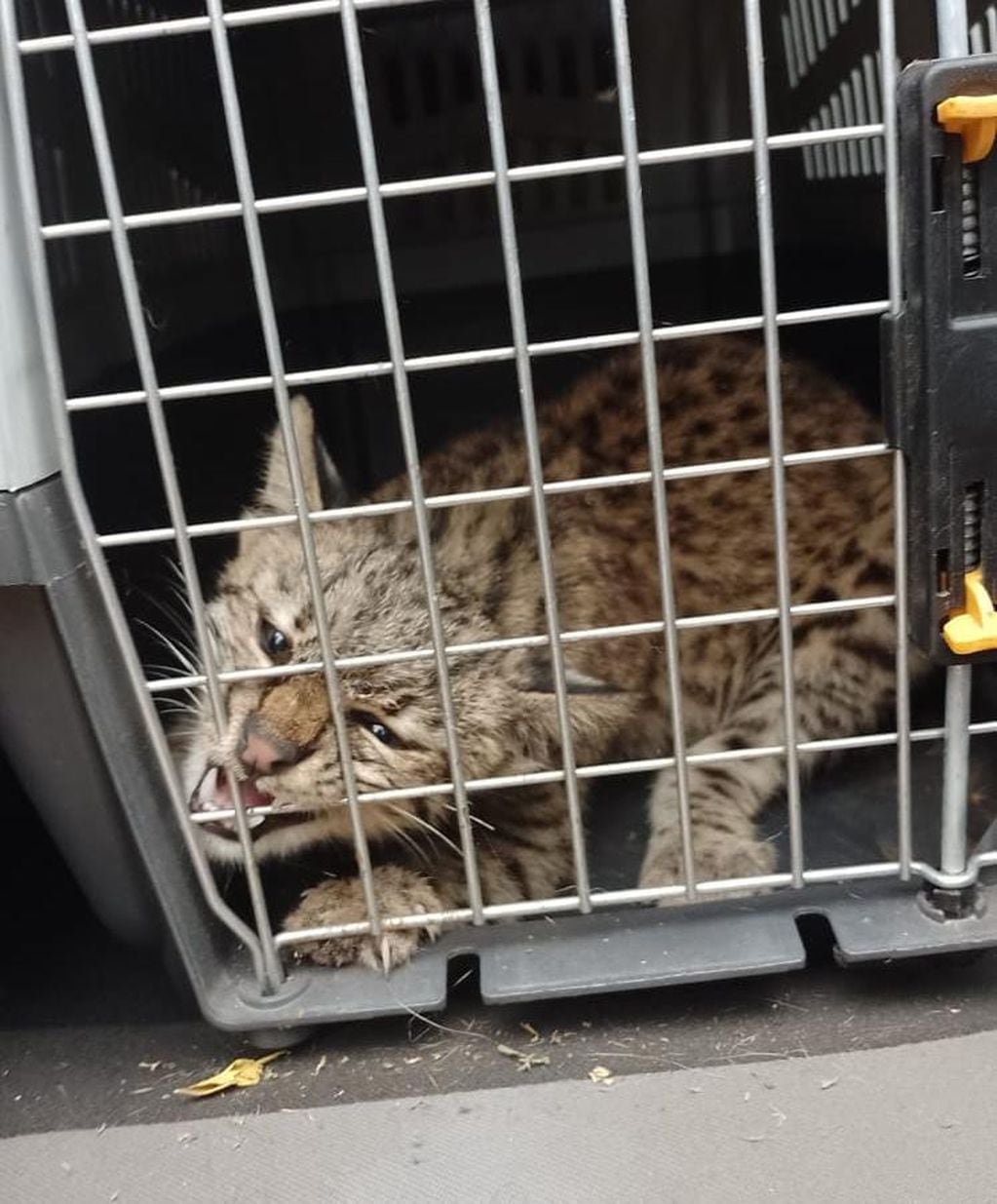 Personal de seguridad procedió a retirar al animal y lo trasladó al Tatu Carreta.