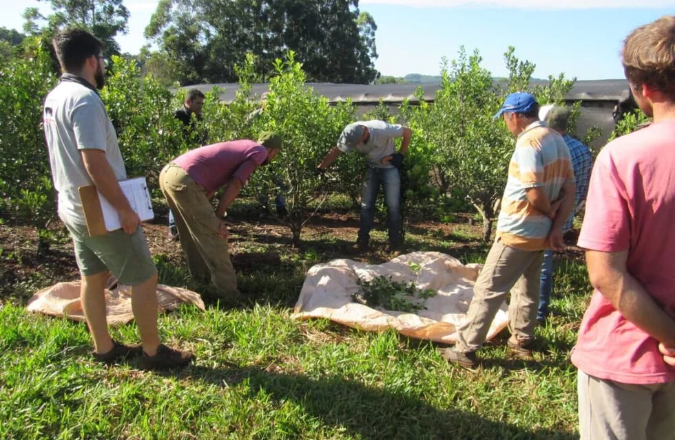 San Pedro: capacitan a productores sobre manejo de suelo y cosecha de yerba mate.