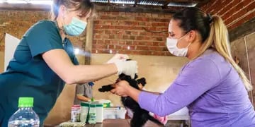 Operativo sanitario animal en Eldorado