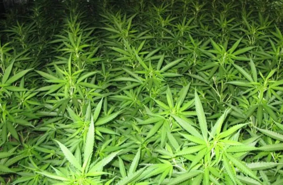Cannabis en La Plata