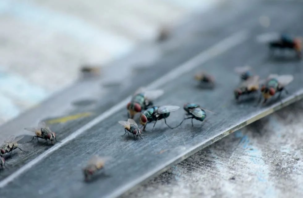 Vecinos reclaman invasiones de moscas en barrios de La Plata.
