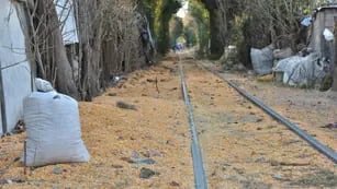 Robo de maíz a un tren que pasaba por barrio Remedios de Escalada, en Córdoba Capital (Facundo Luque/LaVoz).