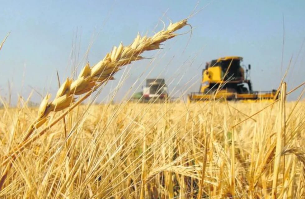 Buena campaña en la cosecha de trigo
