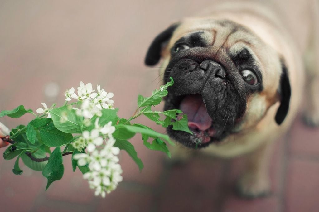 Existen plantas que podrían ser tóxicas para los perros y los gatos.