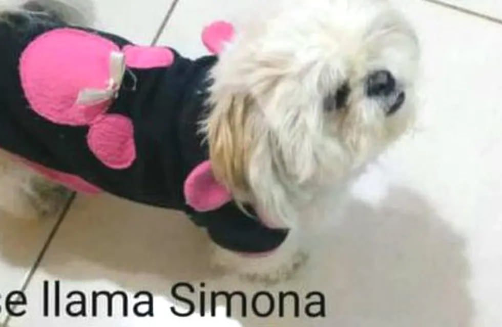Simona, la perrita que robaron de un auto en Nueva Córdoba. (Twitter)