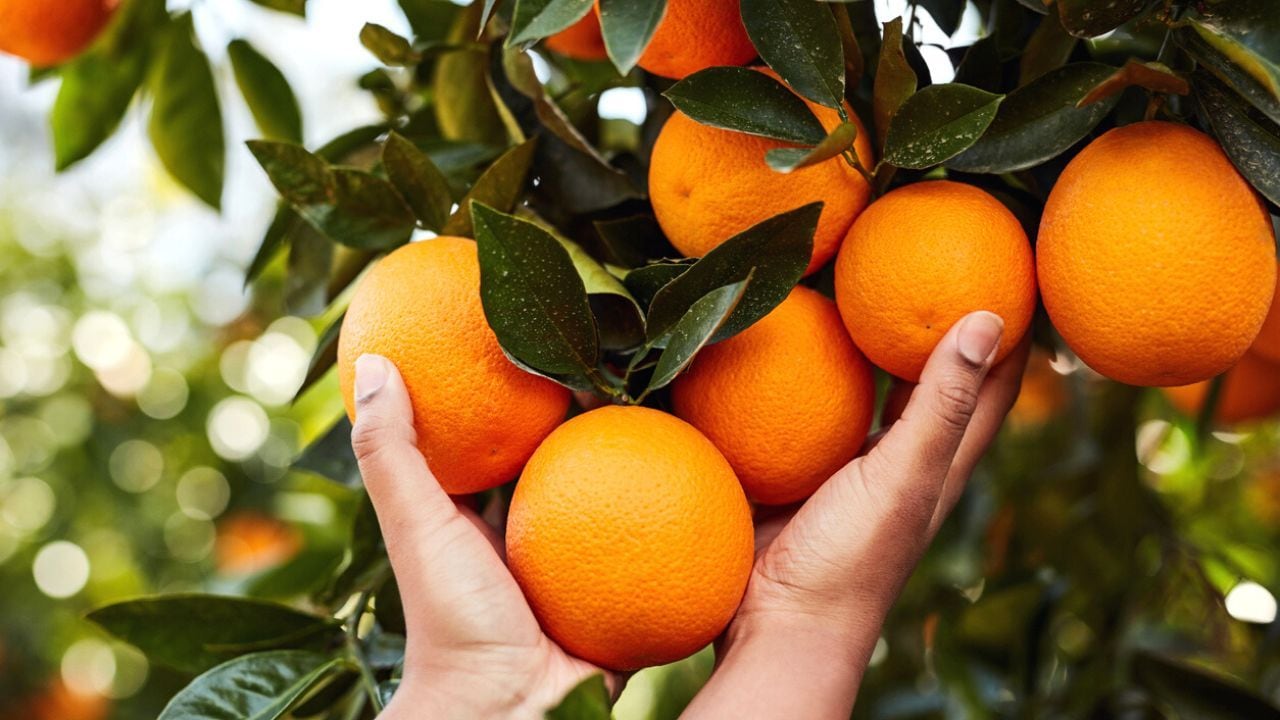 Este es el modo de poder tener tu propio árbol de naranja.