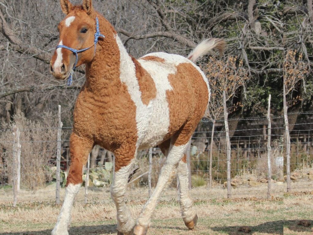 Bashkir Curly, la distintiva raza de caballo que aún se puede hallar en Río Negro.
