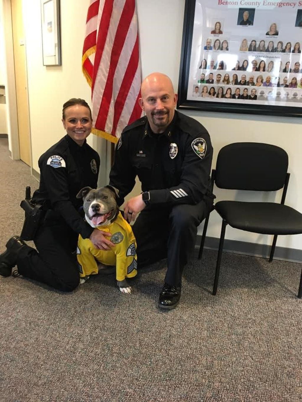 Eddie, el perro Pitbull con cáncer terminal al que convirtieron en policía.