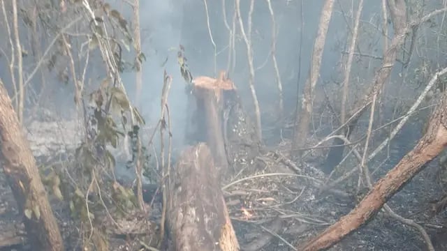 Debido a un incendio, se vislumbraron los estragos de la tala indiscriminada