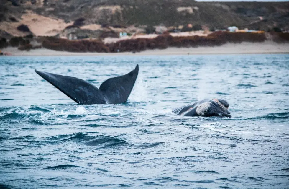 Realizaron un operativo de rescate para una ballena atrapada en Puerto Madryn.
