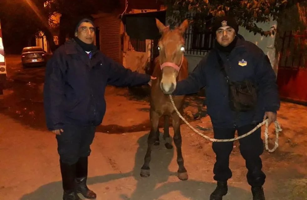 Bomberos rescataron a un caballo que cayó en un pozo. (Policía de Salta)