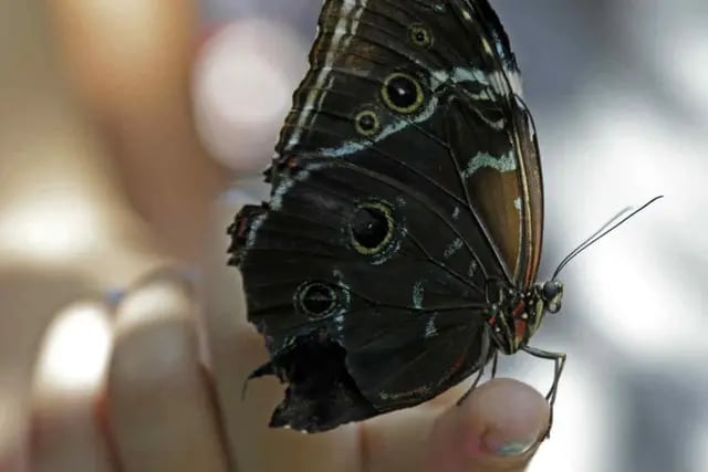 LEPIDOPTERA. El orden Lepidoptera está formado por insectos voladores, mariposas y polillas. (AP)