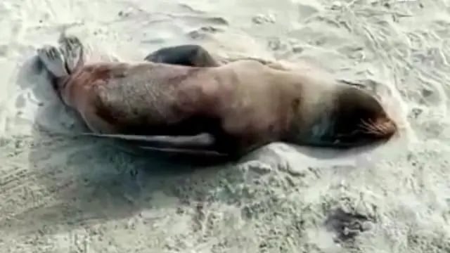 Rescataron a un lobo marino herido