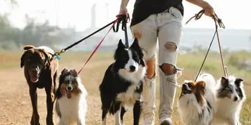El Centro de Adopciones busca salteños para sacar a pasear a sus perros