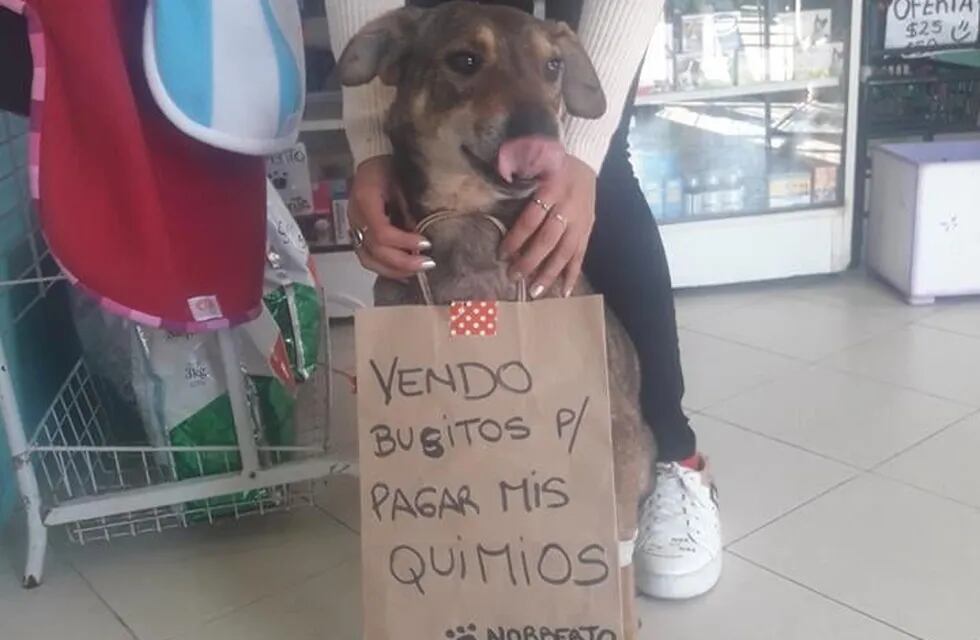 Norberto, el perrito que vende busos para pagar su quimioterapia.