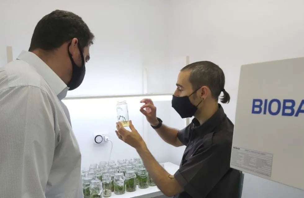 Producen insectos, el Tenebrio Molitor, en el laboratorio de Biotecnología de Alvear para tratar agua pesada residual de YPF