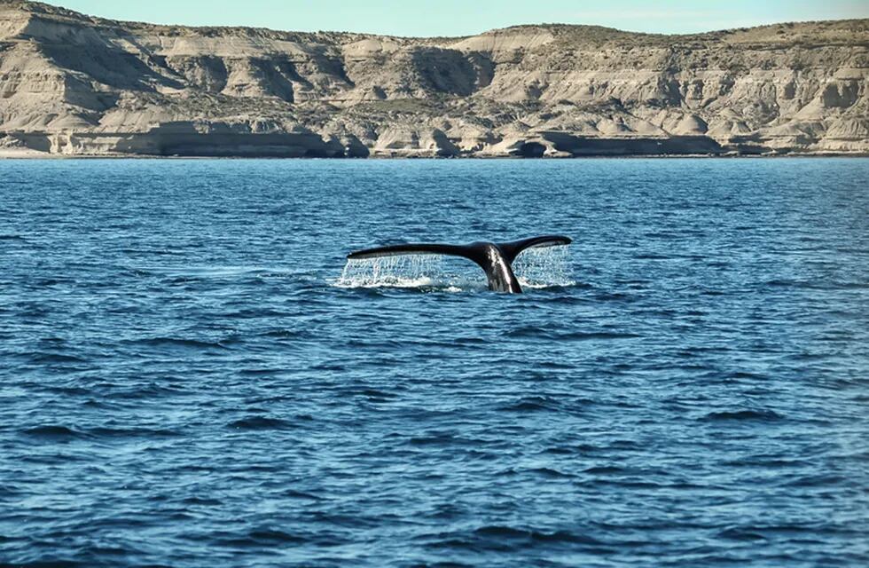 Aparecieron majestuosas ballenas y toninas en Rawson.