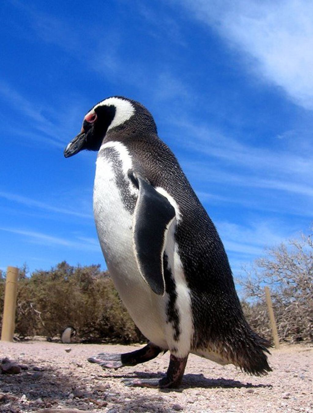Pinguino de Magallanes.