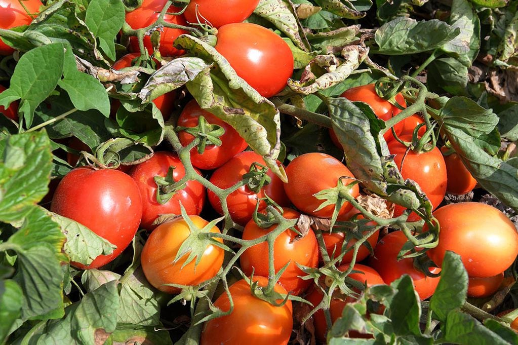 Por ser productos estacionales y climáticos, el tomate redondo fue uno de los alimentos que más subió en febrero, con un 40,8%.