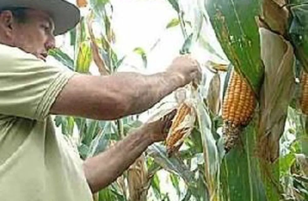 La Nación anunció un plan para sembrar 250 mil hectáreas de maíz en Misiones. (MOL)