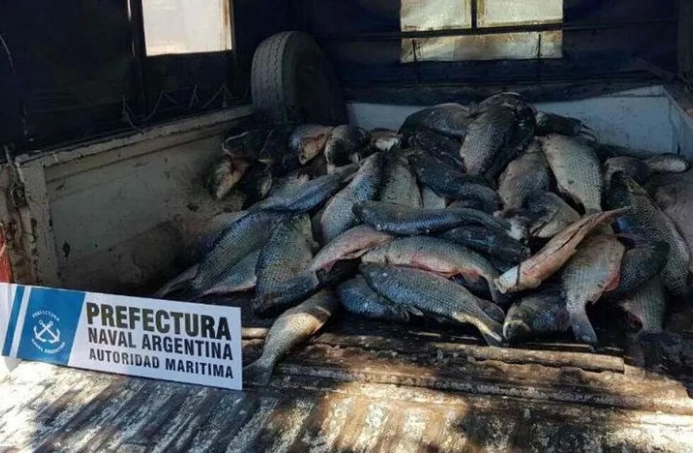 En total se decomisaron 540 peces que estaban catalogados como \