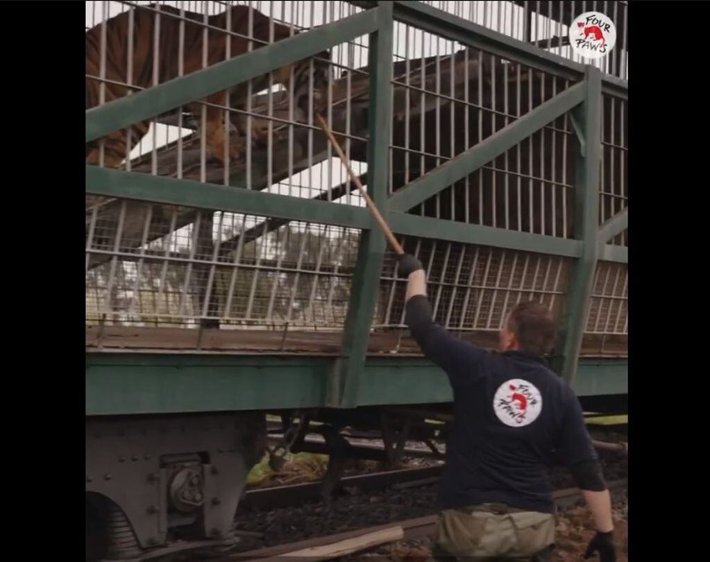 Cómo entrenan a los tigres del tren en San Luis previo a su liberación.