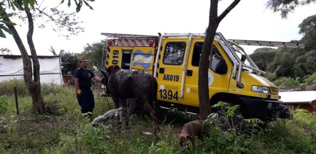 Caballo rescatado en Metán. (Policía de Salta)