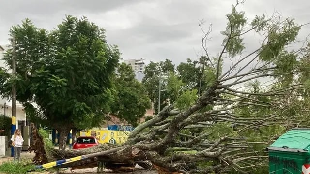 árboles caídos en Rosario