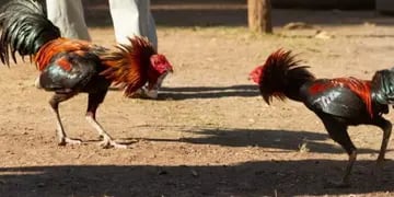 El Soberbio: amenazaron de muerte a un hombre si no devuelve un “gallo de riña”