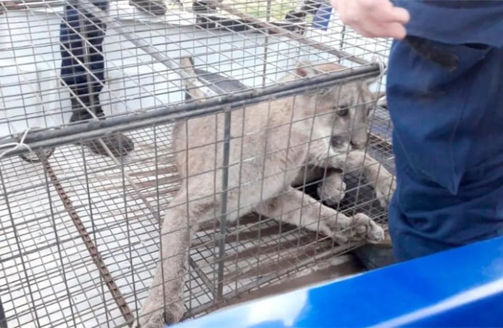 El puma suelto fue atrapado en Chaján.