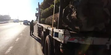 Guaraní: logran interceptar un camión con madera nativa
