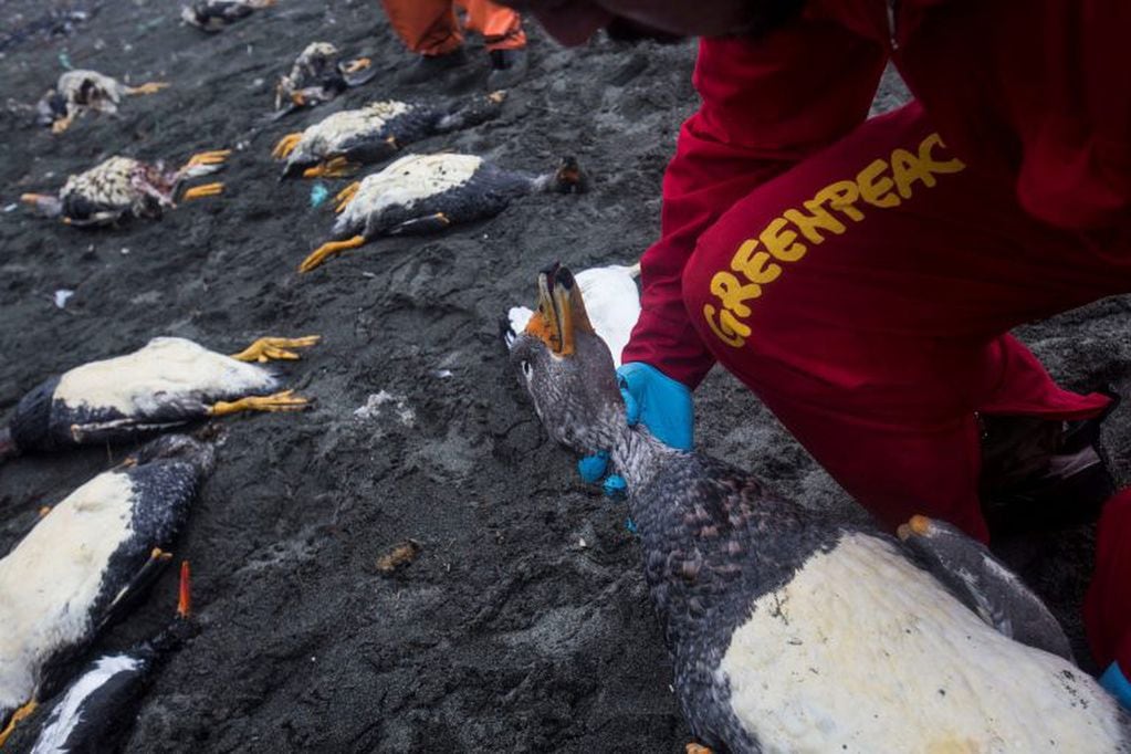 Crisis ambiental producida por los desechos de la industria salmonera en Chiloé, Chile. Alejandro Olivares / Greenpeace