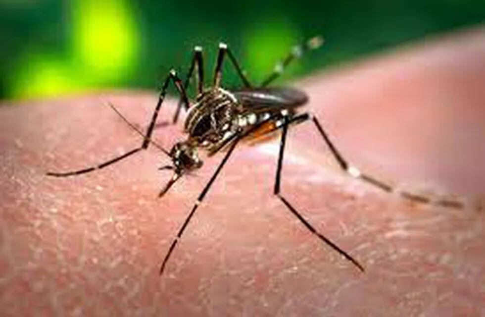 Misiones es la provincia que menos contagios de Dengue registra en el NEA y NOA.