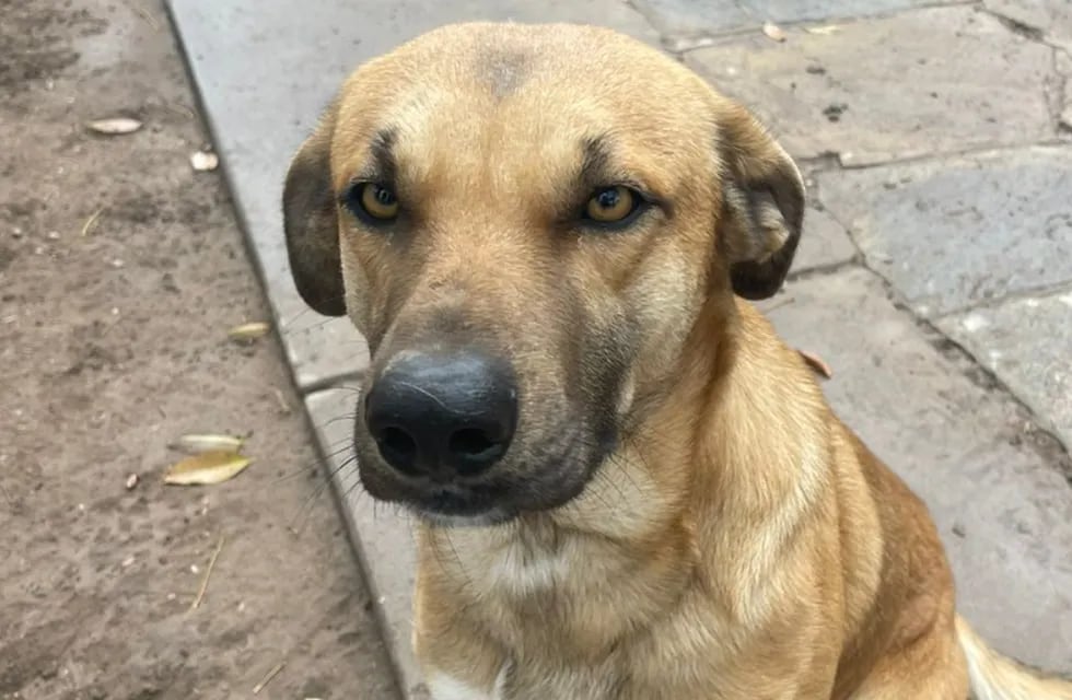 Amor puro: armaron el CV de un perrito para darlo en adopción y la descripción es imperdible. Foto: Agustina Riveros.