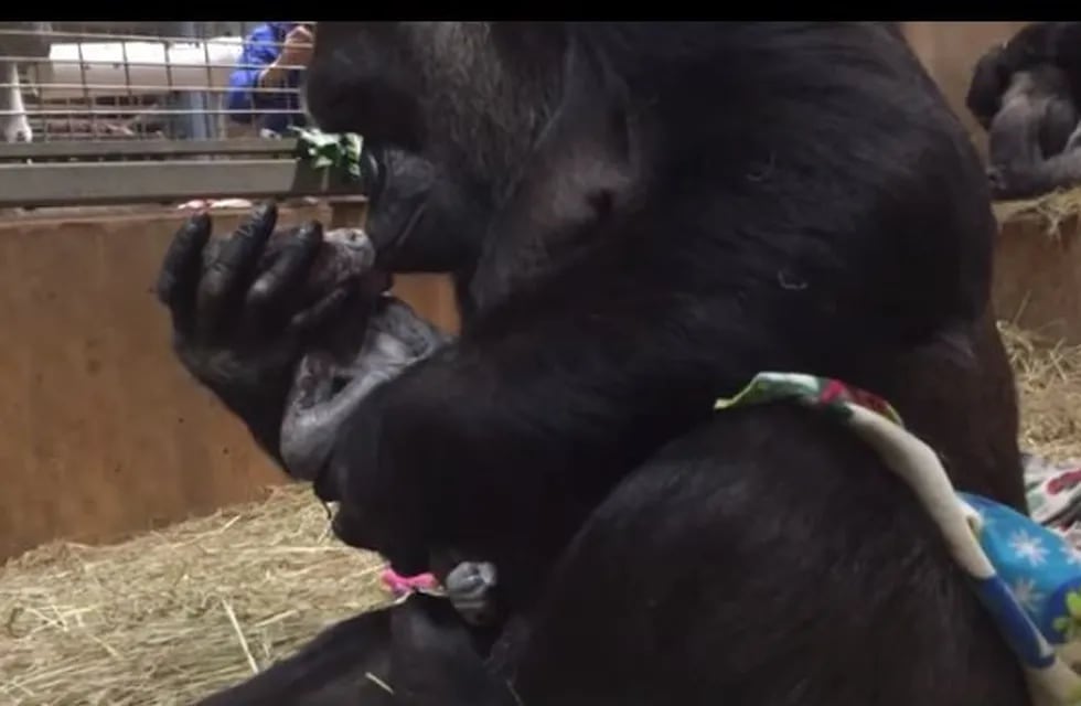 El conmovedor video del nacimiento de Moke, el gorila bebé
