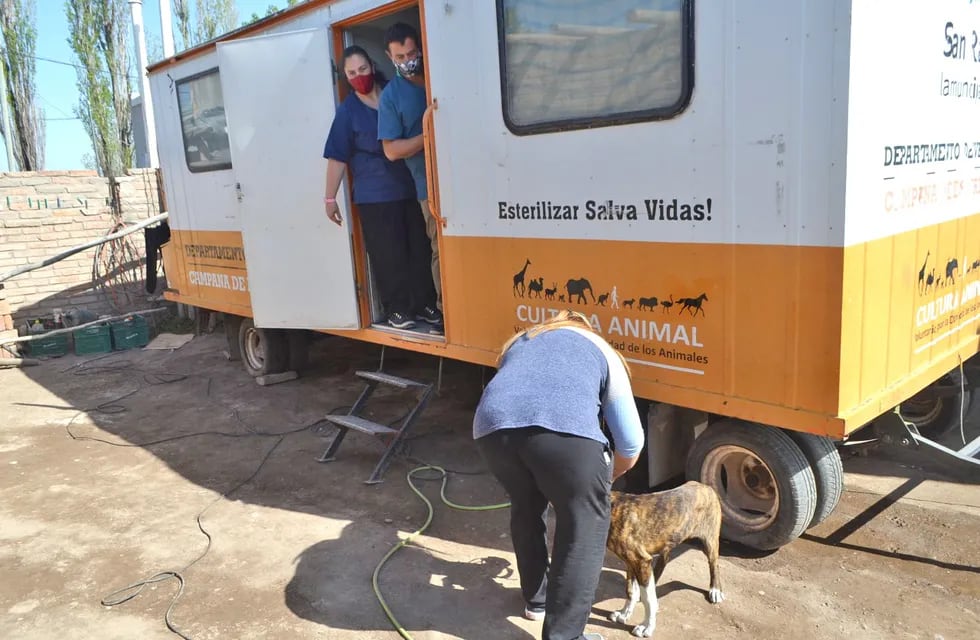 En el quirófano móvil de San Rafael realizan esterilización de perras y gatas.