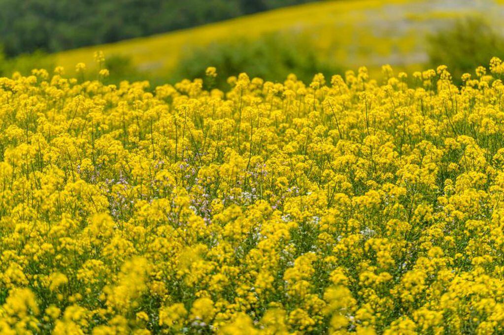 Colza amarillas flores
Crédito: Web