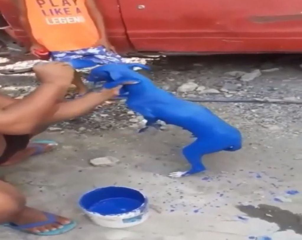 Juan Diego Féliz pintó a su perro de color azul y terminó detenido por maltrato animal (Foto: Captura de video)