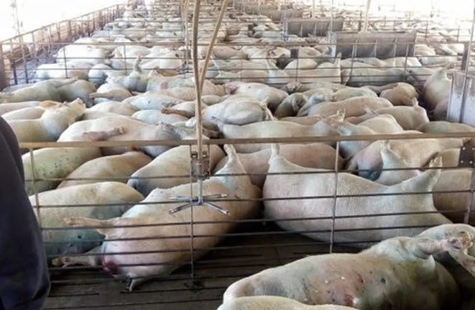 Un empleado fue despedido por matar a 400 cerdos. (Archivo)