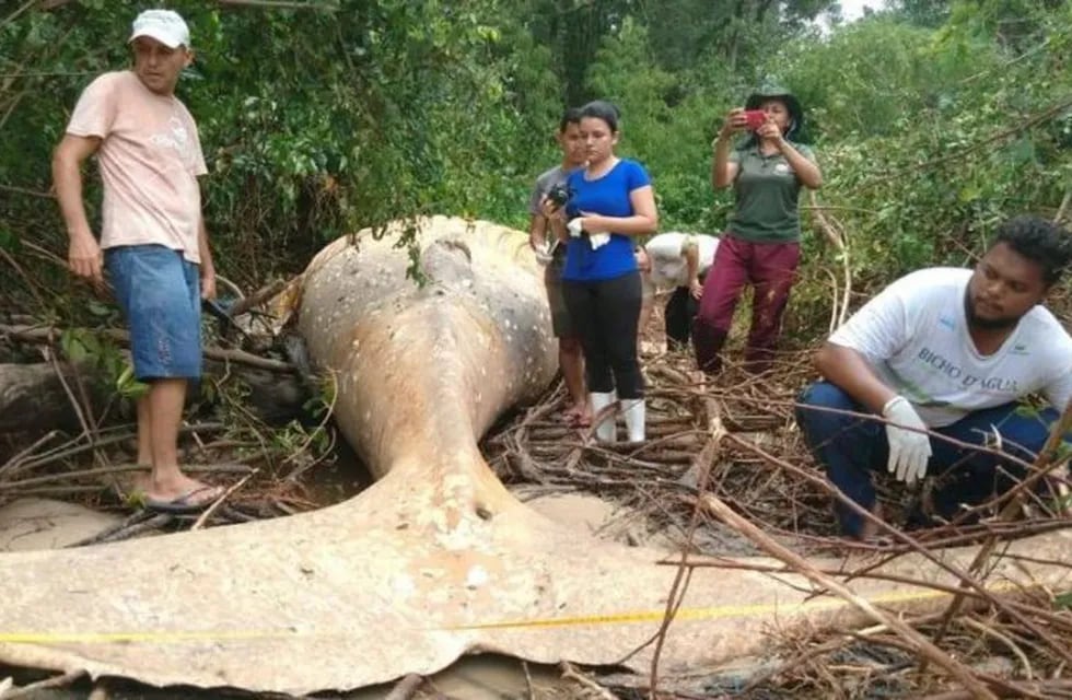 Una ballena jorobada apareció muerta en pleno Amazonas.