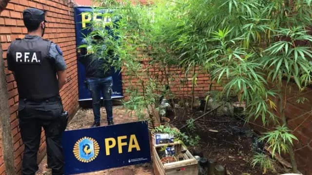 La policia encontró plantas de marihuana en un domicilio
