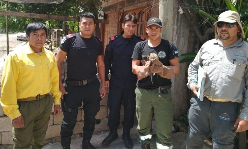 Asistidos por oficiales de la Seccional N° 40 de la Policía Provincial, con el apoyo del personal de la Seccional Chalicán del cuerpo de Gendarmería, miembros del Centro de Atención de la Fauna Autóctona de Jujuy (CAFAJu) secuestraron el pequeño ejemplar de gato montés (Leopardus geoffroyi).