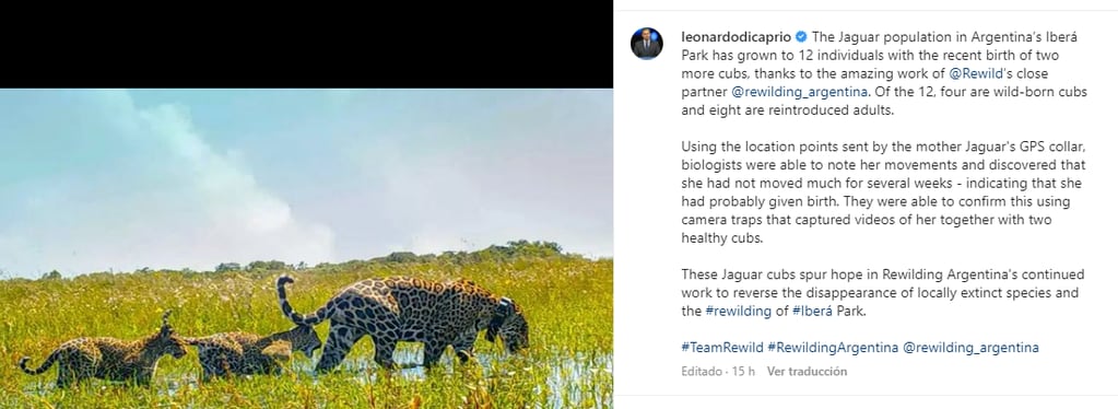 Leonardo Dicaprio festejó que los Esteros del Iberá hayan logrado tener 12 yaguaretés libres en el parque.