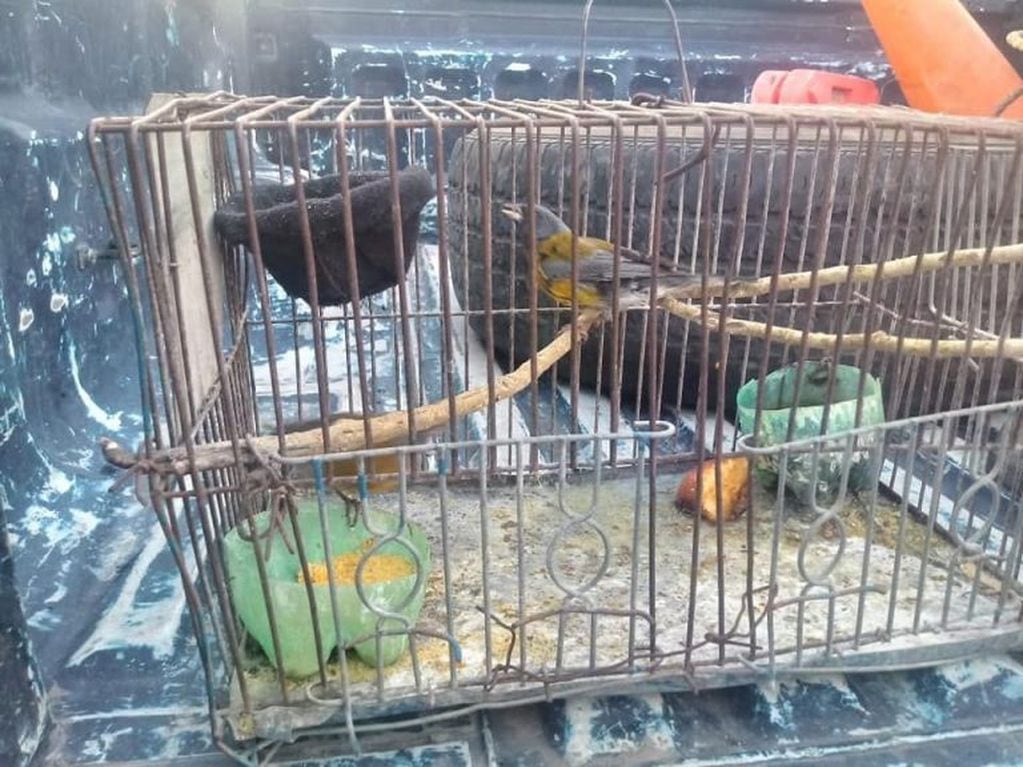 Venta ilegal de aves. Foto: Media Mendoza