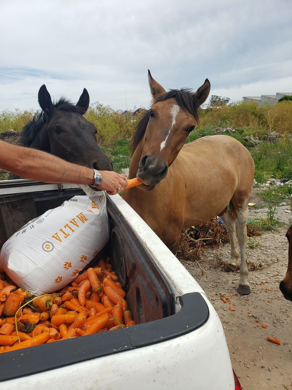 Animales sueltos y microbasurales a la vera de la Ruta 88