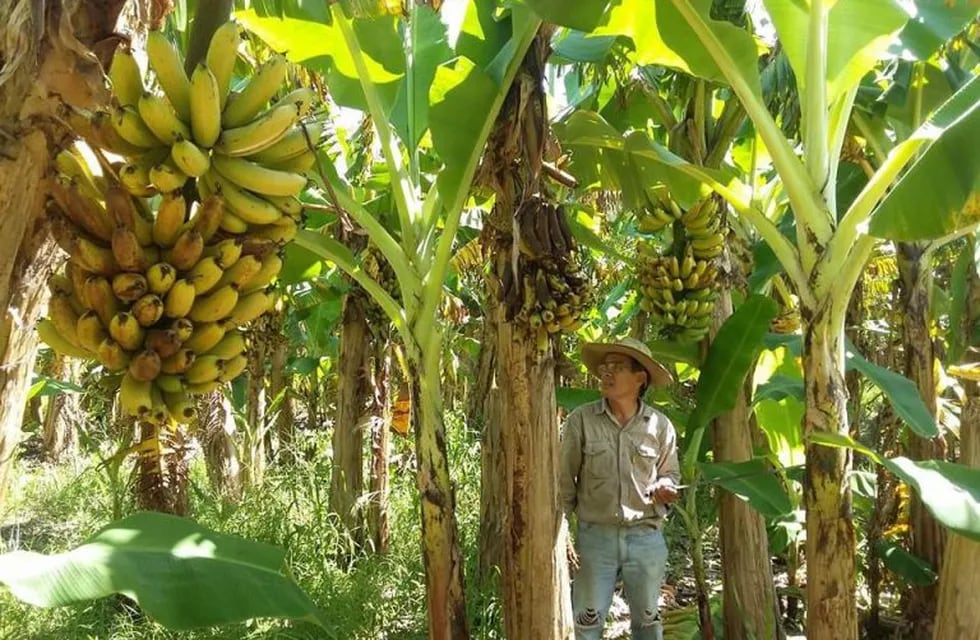 Piden medidas de protección a productores bananeros  regionales