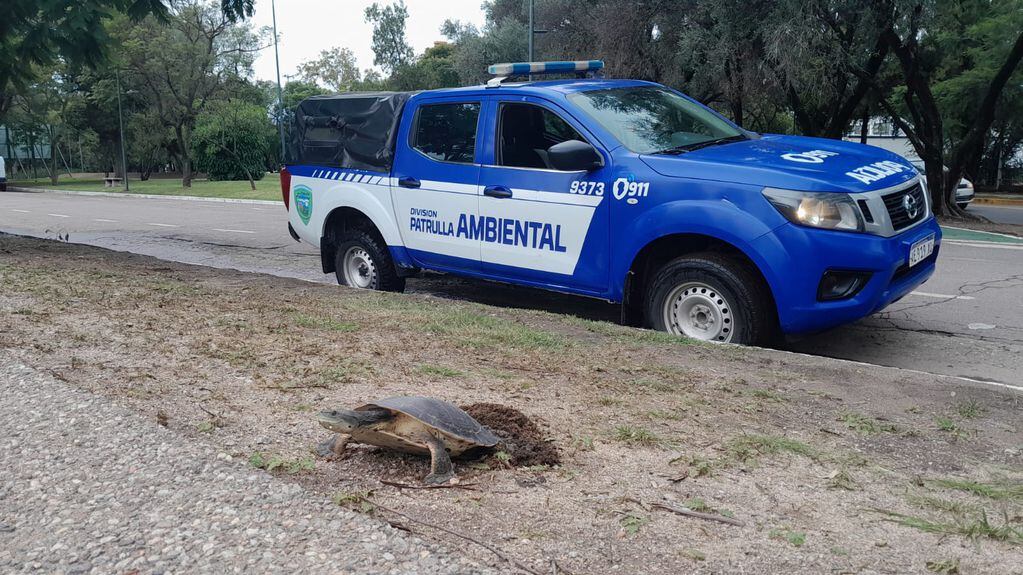 Encontraron un insólito animal poniendo sus huevos en un reconocido lugar de Córdoba.
